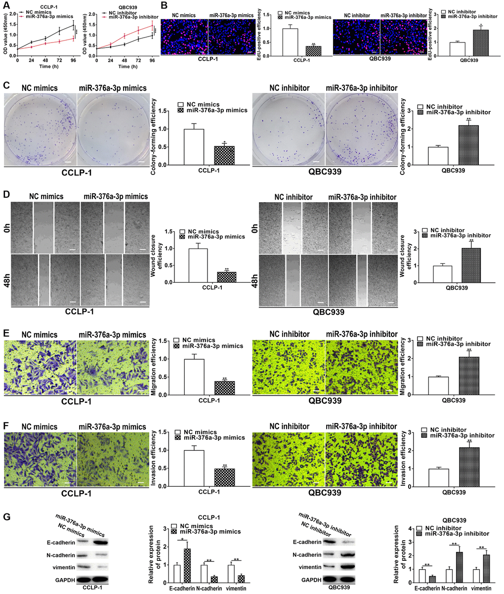 miR-376a-3p represses CCA cell proliferation, invasion and EMT. (A) CCK-8 and (B) EdU assays determined the effect of miR-376a-3p on CCA proliferation. (C) Colony formation assay determined the effect of miR-376a-3p on colony-forming ability of CCA cells. (D) Wound healing and (E, F) transwell assays validated the effects of miR-376a-3p on migration and invasion of CCA cells. (G) The effect of miR-376a-3p on EMT process of CCA cells. *P **P ***P 