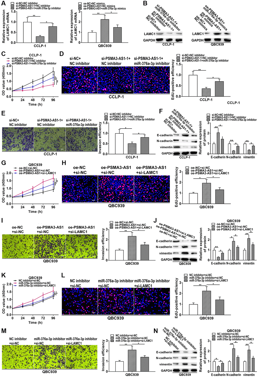 PSMA3-AS1 up-regulates LAMC1 by sponging miR-376a-3p to accelerate CCA development. (A, B) Knockdown of PSMA3-AS1 inhibited LAMC1 expression in CCA cells, but co-transfection of miR-376a-3p inhibitor rescued this process. On the contrary, overexpression of PSMA3-AS1 promoted LAMC1 expression, whereas co-transfection of miR-376a-3p mimics could save the promoting effect caused by PSMA3-AS1 overexpression. (C–F) Knocking down miR-376a-3p could reverse the inhibition of proliferation, invasion and EMT caused by PSMA3-AS1 knockdown. (G–J) Downregulated LAMC1 could rescue the promotion of proliferation, invasion and EMT generated by PSMA3-AS1 overexpression. (K–N) Knocking down miR-376a-3p promoted the proliferation, invasion and EMT process of CCA cells, however, these promotive effects were attenuated by LAMC1 knockdown. *P **P ***P 
