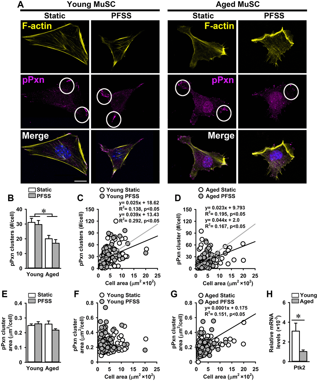 Aging is associated with a decline in the number of focal adhesions in MuSCs. (A) Young and aged MuSCs stained for phospho-paxillin (pPXN; magenta, white circles), F-actin filaments (yellow), and nuclei (blue) after 30 min of static and PFSS treatment. (B) Aged MuSCs illustrated lower number of pPXN clusters than young MuSCs and PFSS treatment did not affect the number of pPXN clusters. (C, D) Correlation between pPXN cluster number and cell attachment area in young and aged MuSCs. (E) pPXN cluster area in young and aged MuSCs after static and PFSS treatment. (F, G) Correlation between pPXN cluster area and cell attachment area in young and aged MuSCs. Young MuSCs, n = 63–74 (from 3 young mice). Aged MuSCs, n = 93–95 (from 3 aged mice). (H) Aged MuSCs exhibited lower gene expression of Ptk2. Young MuSCs, n = 11 (from 4 young mice). Aged MuSCs, n = 9 (from 3 aged mice). Abbreviations: MuSCs: muscle stem cells; PFSS: pulsating fluid shear stress. Values are mean ± SEM. *Significant effect of age, p 