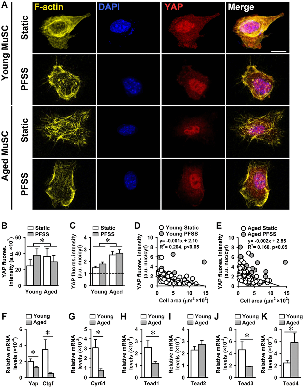 Increased YAP nuclearization in aged MuSCs. (A) Micrographs of young and aged MuSCs stained for YAP (red), F-actin filaments (yellow), and nuclei (blue) after 30 min of static culture or PFSS treatment. (B) Total YAP fluorescent intensity was higher in aged MuSCs. PFSS did not affect YAP fluorescent intensity in MuSCs. (C) YAP nuclear-to-cytoplasmic fluorescent intensity ratio revealed 59% higher YAP nuclear localization in aged MuSCs, and no effect of PFSS. (D, E) Negative correlation between YAP nuclear-to-cytoplasmic ratio and cell attachment area in young and aged MuSCs after static culture or PFSS treatment. Young MuSCs, n = 50–61 cells (from 3 young mice). Aged MuSCs, n = 55–56 cells (from 3 aged mice). (F, G) Gene expression Yap and its downstream targets Ctgf and Cyr61 were decreased in aged MuSCs in comparison to young MuSCs. (H–K) Gene expression of Tead1 and Tead3 was decreased, Tead2 was unchanged, and Tead4 was increased in aged MuSCs. Young MuSCs, n = 11 (from 4 young mice). Aged MuSCs, n = 9 (from 3 aged mice). Abbreviations: MuSCs: muscle stem cells; PFSS: pulsating fluid shear stress. Fluores. intensity, fluorescence intensity. Values are mean ± SEM. *Significant effect of age, p 