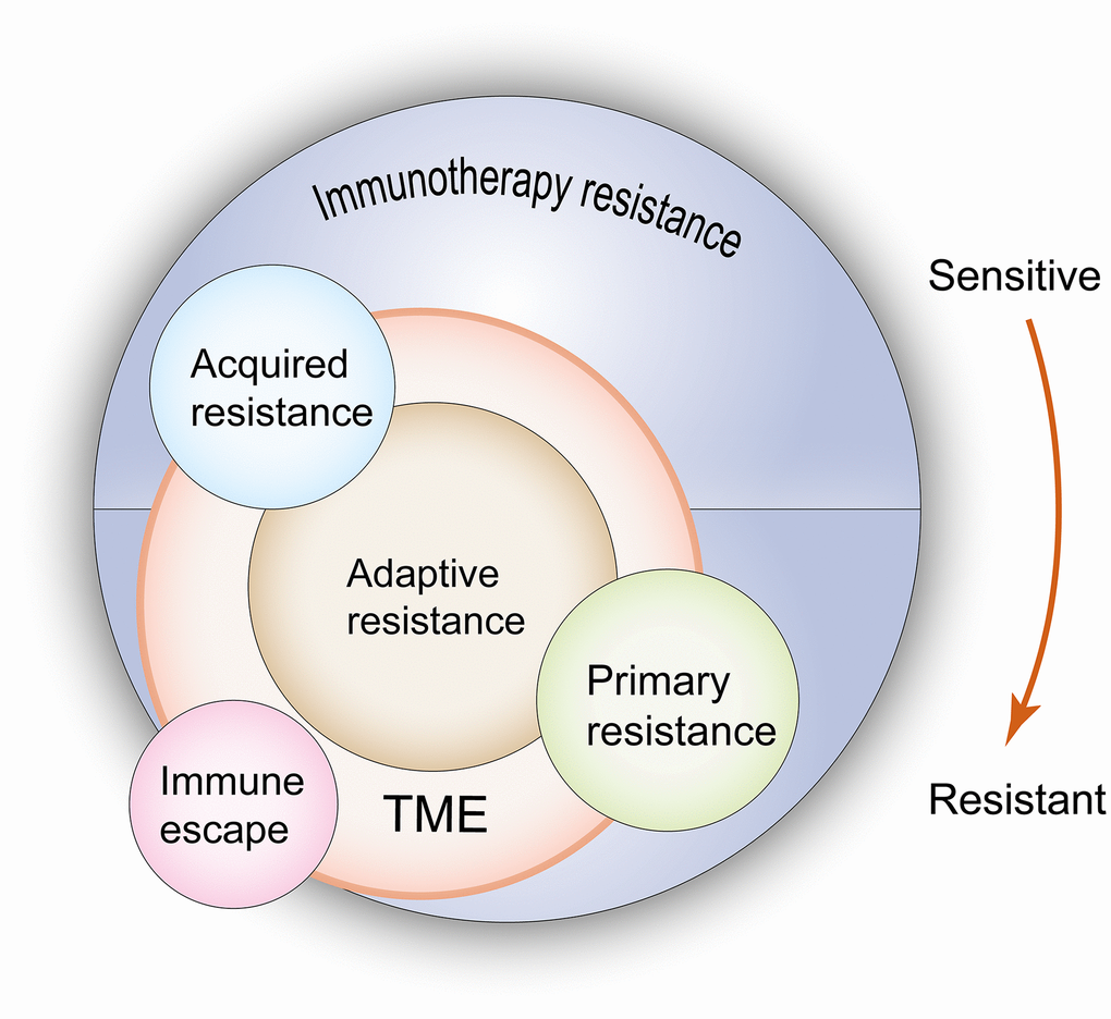 Relationship between primary resistance, acquired resistance, adaptive resistance and immuno-escape when undergoing immunotherapy. According to the resistance mechanisms, primary and acquired resistance result from the changes of both tumor cells and the TME, but adaptive resistance is only limited to the latter. In terms of clinical features, adaptive resistance shows the same characteristics as primary resistance or acquired resistance. Immune escape leads to the same outcome as drug resistance, but due to these clones lack drug targets, this type of resistance should not be regarded as a real drug resistance. TME: tumor microenvironment. The red arrow indicates the evolution of immune state from sensitivity to drug resistance, which corresponds to the state of acquired resistance and primary resistance when immunotherapy is used.
