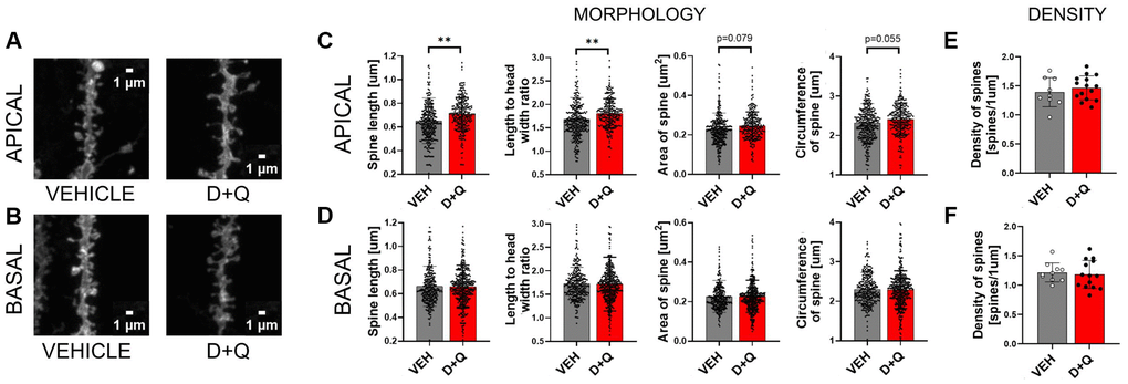 D+Q treatment changes synaptic plasticity in the apical dendrites of neurons of the CA1 region of the hippocampus. Representative images of DiI stained dendrites (A and B). DiI stained hippocampal slices from aged vehicle (grey bars) or D+Q (red bars) treated rats were used for the analysis of synaptic plasticity. Different parameters of the dendritic spine shape (length, length to width ratio, area, circumference C and D) and spine density (E and F) were analyzed in the CA1 region of the hippocampus. The analysis was done for two dendritic arbours of stratum pyramidale, namely basal (BASAL) (D and F) and apical (APICAL) dendrites (C and E). The data are expressed as mean ± SEM, and analyzed using nested t-test. Dots on the bar plots represent values for single dendritic spines (C and D) or single image (E and F) NVEH = 3, ND+Q = 5 animals, *p **p ***p 