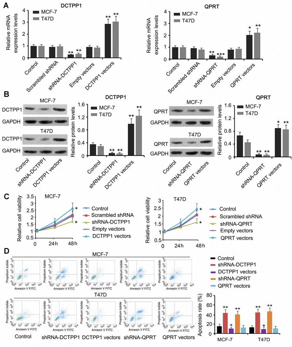 The regulatory effects of DCTPP1 and QPRT on BC cell growth and apoptosis. DCTPP1 and QPRT mRNA (A) and protein (B) levels in MCF-7 and T47D cells were changed after transfection with shRNA-DCTPP1, shRNA-QPRT, and DCTPP1 and QPRT expression vectors. (C) Down-regulation of DCTPP1 or QPRT was associated with reduced viability in both MCF-7 and T47D cells and increased DCTPP1 or QPRT was associated with increased cell viability. (D) The apoptosis rate of MCF-7 and T47D cells increased after knocking down either DCTPP1 or QPRT. DCTPP1 overexpression decreased the apoptosis rate of MCF-7 and T47D cells, and QPRT overexpression only marginally decreased MCF-7 and T47D apoptosis. *PPP