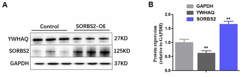 YWHAQ protein decreased in the group that overexpressed SORBS2. (A) The expression of YWHAQ inf immunoblots of hESC-derived cardiomyocytes (hESC-CMs). (B) Statistical analysis of the expression of YWHAQ in hESC-CMs transfected with HBLV-h-SORBS2 and control cells. (* *p 