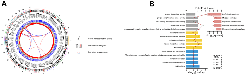 Identification of AS events and the parent genes in UM. (A) Circos plot show interaction relationship between survival-related AS events and their parent genes. (B) GO analysis show the enrichment of protein function, including biological process cellular component(BP), cellular component(CC) and molecular function(MF) and KEGG analysis show enrichment of pathways.