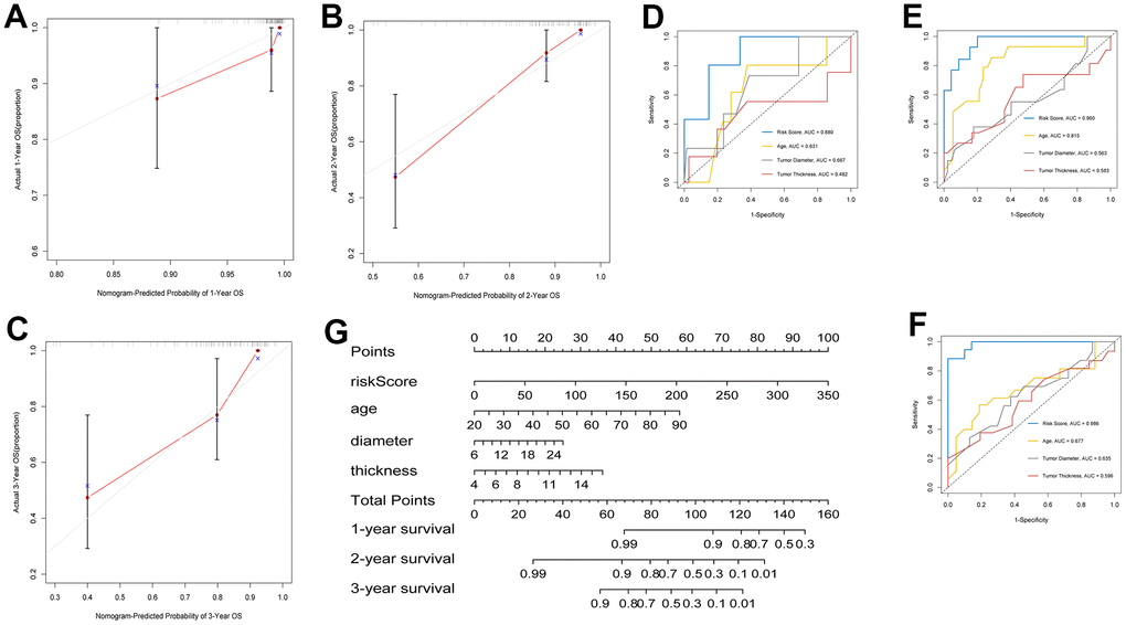 Construction of clinical prognostic nomogram. (A–C) 1-, 2-, and 3-year nomogram calibration curves. (D–F) AUC for predicting 1-, 2-, and 3-year survival with different clinical characteristics and risk score. (G) Nomogram was assembled by clinical characteristics and risk score for predicting 1-, 2-, and 3-year survival of UM patients.