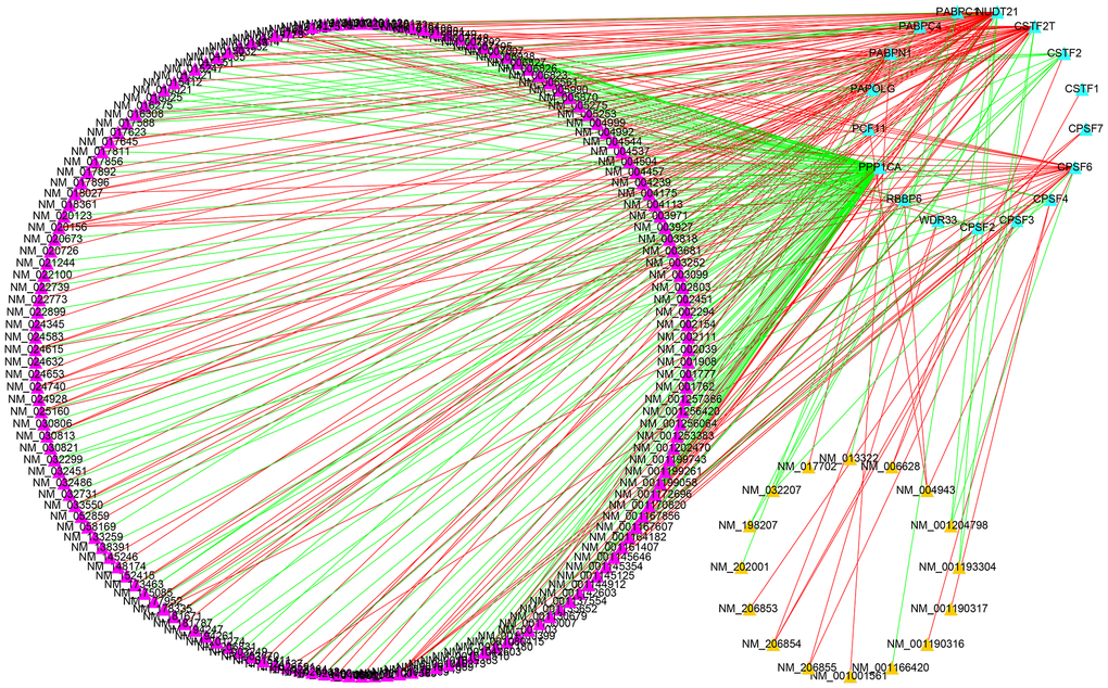 Construction of a survival-associated CRs-APAs network. Blue triangles, purple triangles and yellow triangles were CRs, good prognosis events and poor prognosis, respectively. Red/green lines represent positive/negative correlations between nodes.