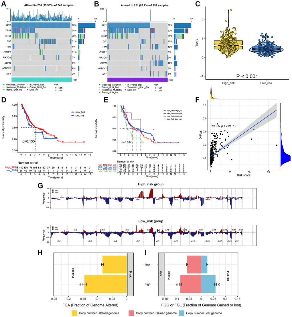 Integrated comparisons of somatic mutation and CNVs between high-risk and low-risk groups in the whole set. (A, B) Waterfall plots showing the mutation information of top 10 genes with the highest mutation frequency in two groups. (C) Distribution of TMB in two groups. (D) Survival curves for the OS of the high-TMB and low-TMB groups. (E) Survival curves for patients stratified by both TMB and signature. (F) Relationship between risk score and DNAss. (G) Gene fragments profiles with amplification (red) and deletion (blue) among the two groups. (H, I) Comparison of the fraction of the genome altered, lost, and gained between the two groups.