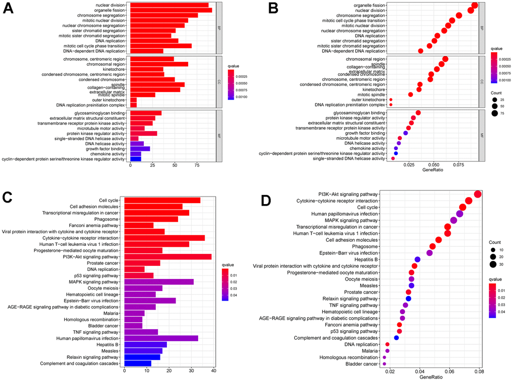 (A, B) GO analysis for TCGA-BRCA DEGs. (C, D) KEGG analysis for TCGA-BRCA DEGs. Abbreviations: GO: Gene Ontology; KEGG: Kyoto Encyclopedia of Genes and Genomes; DEGs: differentially expressed genes; TCGA-BRCA: The Cancer Genome Atlas Breast Invasive Carcinoma.