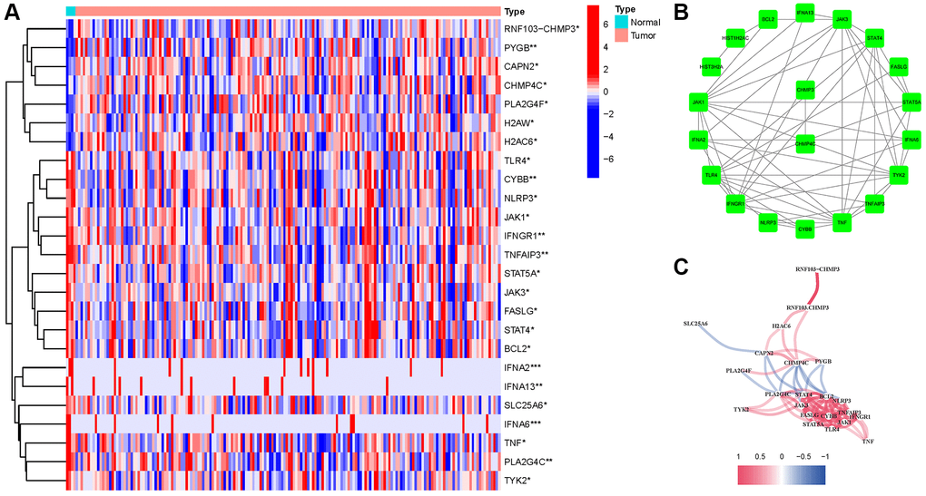 Expressions of the 25 NRGs and their interactions. (A) Heatmap. (B) PPI network. (C) Correlation network (red: positive; blue: negative).