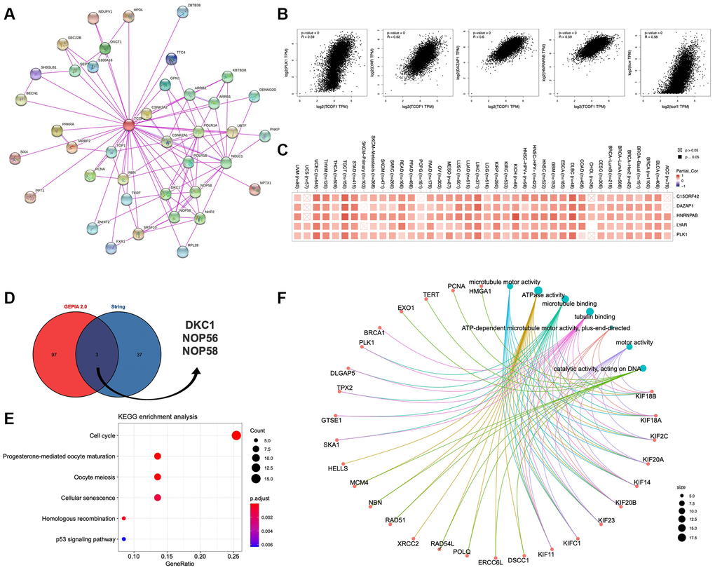 Pathway enrichment analysis of TCOF1. (A) Available experimentally determined TCOF1-binding proteins discovered using the STRING tool. (B) Correlation of TCOF1 expression with that of the top 5 related genes via GEPIA2 (DAZAP1, HNRNPAB, LYAR, TICRR/C15orf42, and PLK1). (C) The corresponding heatmap data of these top 5 genes in detailed cancer types. (D) DKC1, NOP56, and NOP58 are three common genes (proteins) of STRING-based TCOF1-binding proteins and GEPIA2-based TCOF1-correlated genes. (E) KEGG pathway analysis based on TCOF1-binding and -interacting genes. (F) The cnetplot of Molecular Function data in GO analysis.