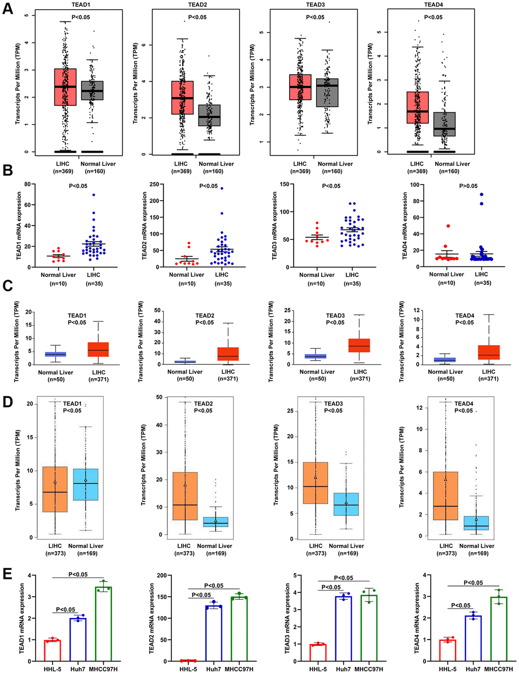 The mRNA level of TEAD family in HCC. (A–D) The mRNA level of TEAD members in HCC acquired from GEPIA, Oncomine, UNCLAN, and GE-mini databases. The HCC tissues and normal tissues were showed by T and N, respectively. (E) Levels of TEAD family members expressed in normal liver cell line HHL-5 and HCC cell lines Huh7 and MHCC97H experimented by RT-PCR.