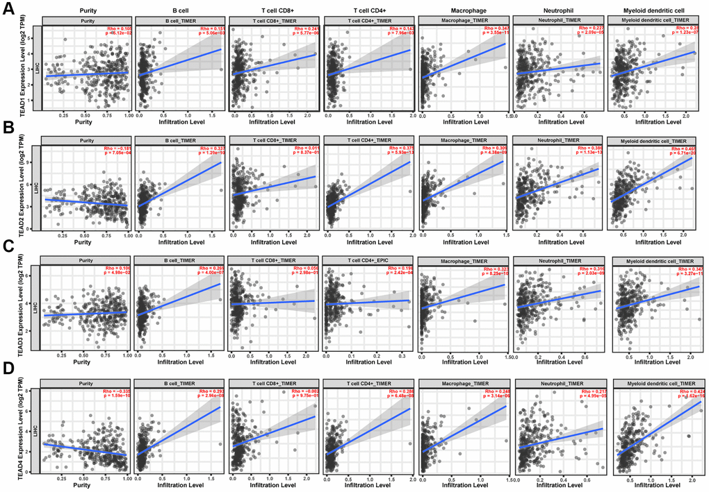 The relationship between the expression of TEAD family and immune cell infiltration in HCC patients. (A–D) The influence of TEAD1/2/3/4 on the immune cell infiltration.