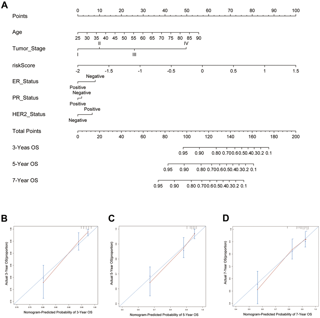 Predictive nomogram for PRS and clinical features. (A) The 15 pyroptosis-related prognostic model for predicting 3-, 5-, and 7-year OS in BC patients. The independent risk factors were used to build a risk estimation nomogram to predict the probability of OS in BC patients. (B) The calibration plots for 3-year survival probabilities in the TCGA cohort. (C) The calibration plots for 5-year survival probabilities in the TCGA cohort. (D) The calibration plots for 7-year survival probabilities in the TCGA cohort.