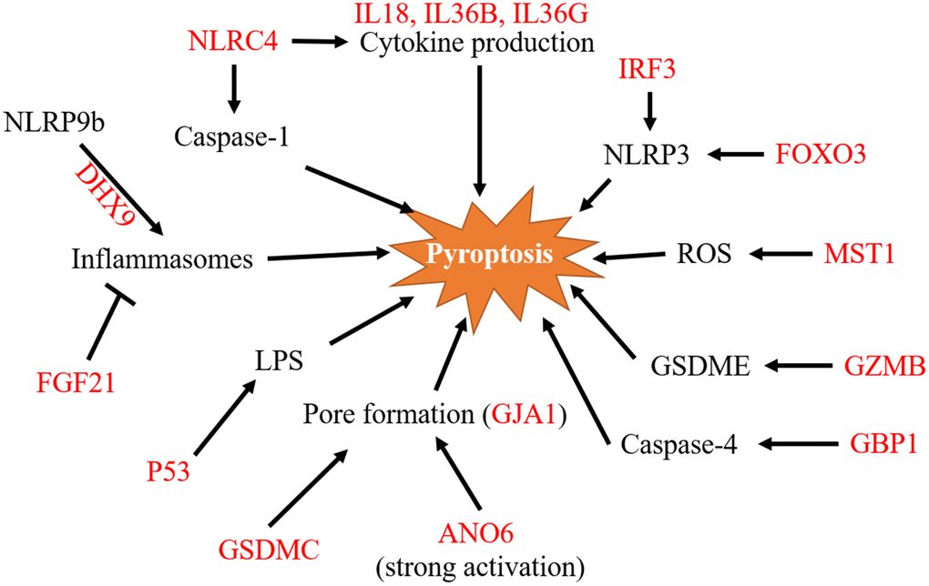 A pathway map of the 15 pyroptosis-related signature genes. Pathway map of 15 genes involved in pyroptosis regulation as summarized from references. ROS, reactive oxygen species; LPS, lipopolysaccharide.