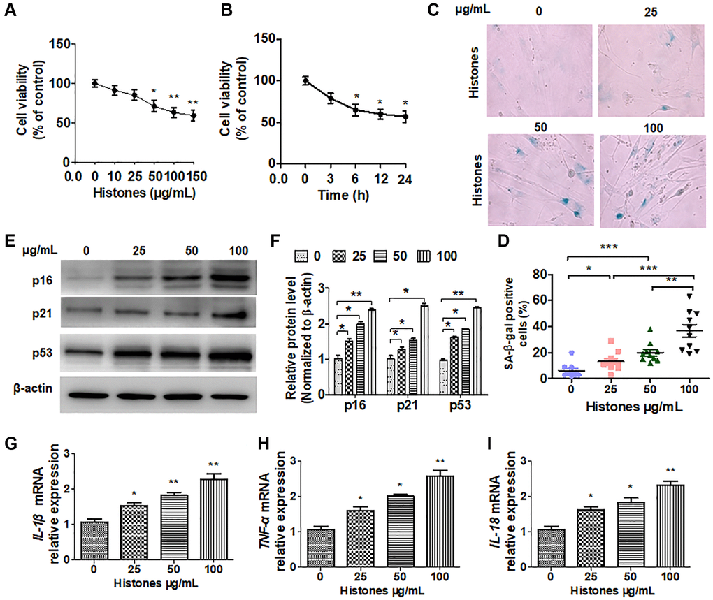 Extracellular histones promote VSMC senescence and the inflammatory response. VSMCs were treated with various concentrations of histones (0, 10, 25, 50, 100 and 150 μg/mL). (A) The CCK-8 assay was performed to determine cell viability. (B) Cells were treated with 100 μg/mL histones, and the CCK-8 assay was performed to determine cell viability at different time points. (C) SA β-gal staining was used to evaluate cell senescence. (D) Quantitative analysis of SA β-gal-positive VSMCs. (E) Western blotting was performed to analyze p16, p21, and p53 protein expression. (F) Quantitative analysis of (E). (G–I) RT-qPCR was performed to determine the expressions of inflammatory cytokines IL-β, TNF-α, and IL-18. For (A, B, D, and F–I), data are from three independent experiments; mean ± SEM; Student's t-test, *P **P ***P 