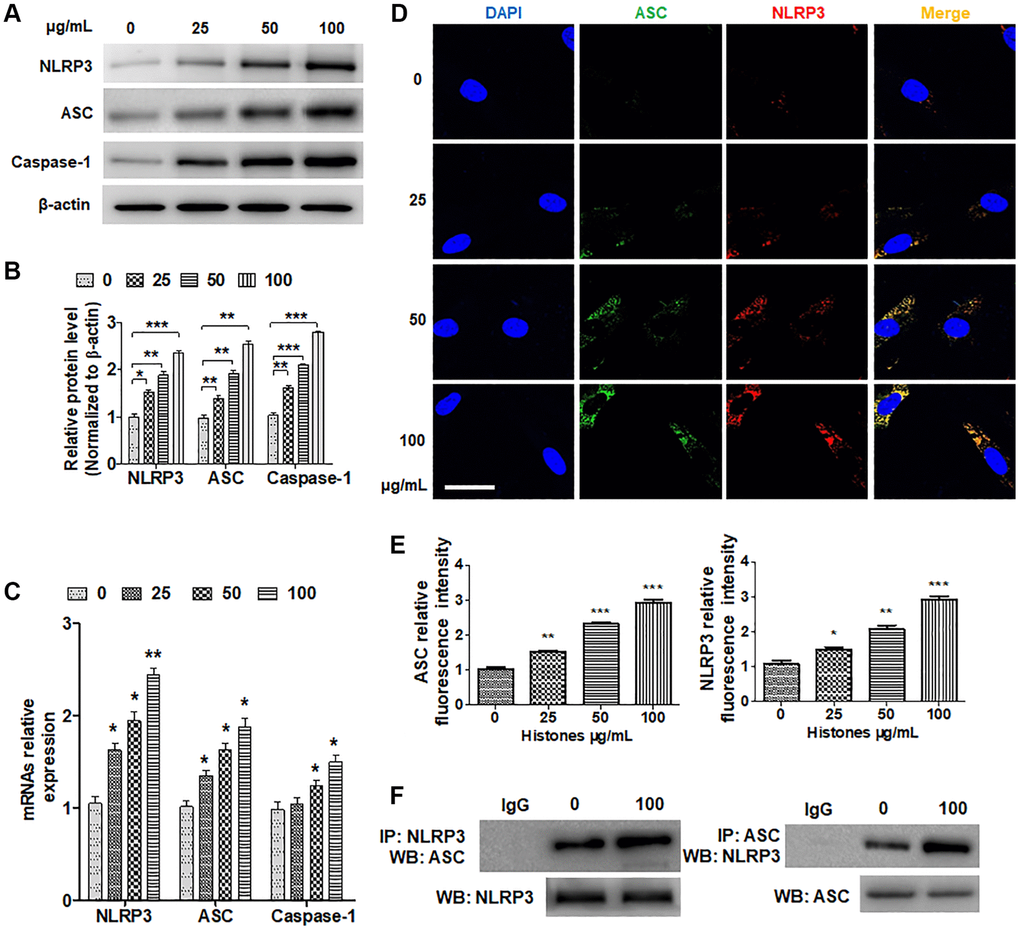 Extracellular histones facilitate NLRP3 inflammasome assembly. VSMCs were treated with various concentrations of histones (0, 10, 25, 50, and 100 μg/mL) for 6 h. (A) Western blotting was performed to analyze NLRP3, ASC, and caspase-1 inflammasome protein expression. (B) Quantitative analysis of (A). (C) RT-qPCR was performed to determine the mRNA expressions of NLRP3, ASC, and caspase-1. (D) Double immunofluorescence staining was performed to explore ASC and NLRP3 expression and colocation (green, ASC; red, NLRP3; blue, DAPI). Bar = 25 μm. (E) Quantitative analysis of the fluorescence intensity of ASC and NLRP3 from (D). (F) VSMCs were treated with or without histones (100 μg/mL), and CoIP was performed to examine the interaction of NLRP3 and ASC. For (B, C and E), data are from three independent experiments; mean ± SEM; Student's t-test, *P **P ***P 