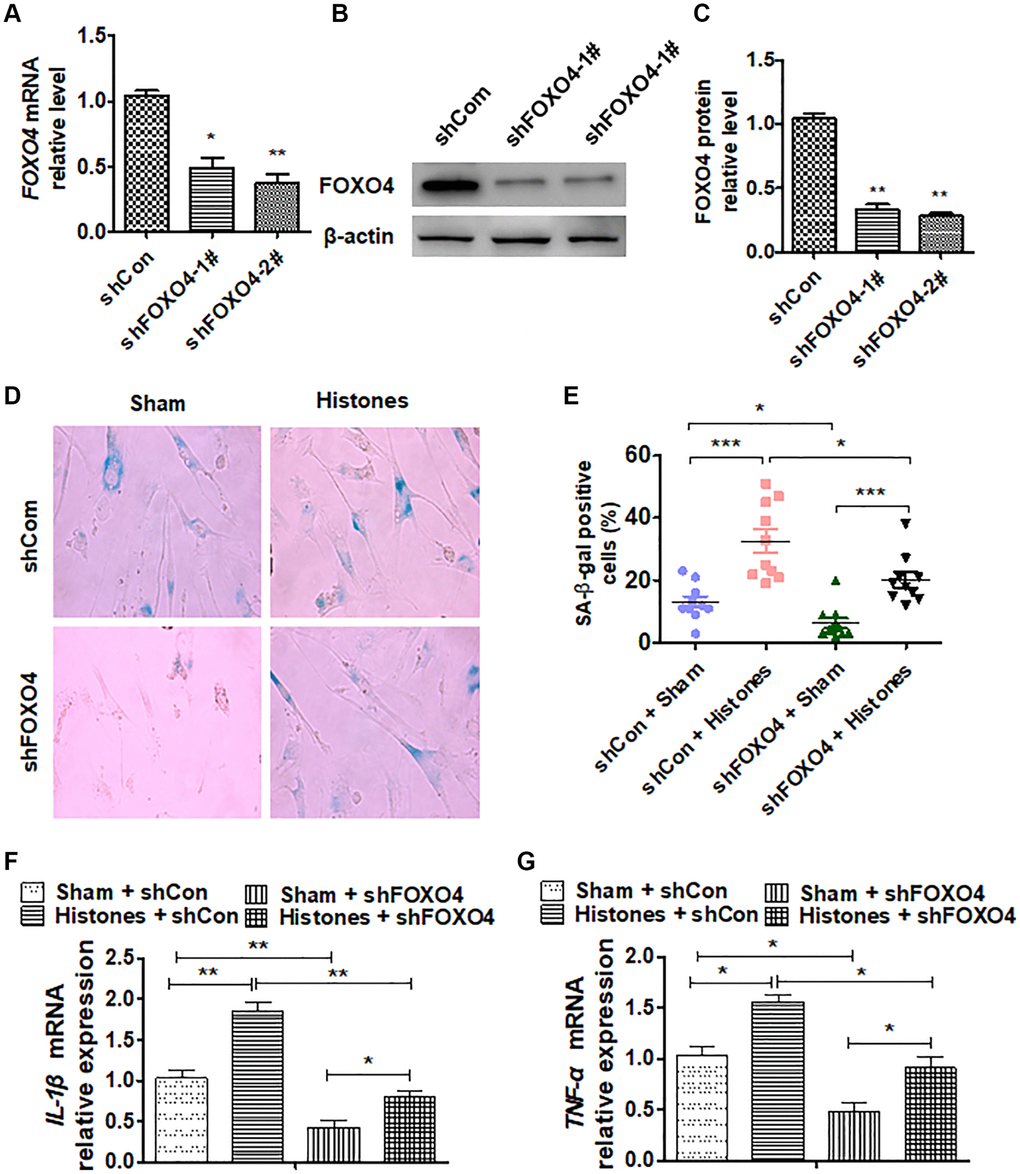 FOXO4 is involved in extracellular histone-facilitated VSMC inflammation and senescence. (A–C) VSMCs were transfected with shFOXO4-1#, shFOXO4-2#, or shCon vectors; then, RT-qPCR and western blot were performed to determine FOXO4 expression. (D) VSMCs were treated with histones after being transfected with shFOXO4 or shCon vector, and SA β-gal staining was performed to evaluate cell senescence. (E) Quantitative analysis of relative SA β-gal-positive cell numbers from (D). (F and G) RT-qPCR was performed to determine the expressions of the inflammatory cytokines IL-β and TNF-α in VSMCs after the indicated treatment. For (A, C, E, F, and G), data are from three independent experiments; mean ± SEM; Student's t-test, *P **P 