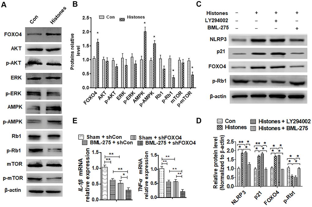 The AMPK signaling pathway mediates extracellular histone-upregulated FOXO4 expression. (A) VSMCs were treated with or without histones; then, western blot was used to examine the protein level of the signal pathway molecule. (B) Quantitative analysis of (A). (C) VSMCs were treated with histones and then incubated with the AKT pathway inhibitor (LY94002) or the AMPK pathway inhibitor (BML-275) for 6 h. NLRP3, p21, FOXO4, and p-Rb1 protein levels were determined using western blotting. (D) Quantitative analysis of (C). (E) IL-β and TNF-α expressions were determined using RT-qPCR in BML-275-treated VSMCs after shFOXO3 transfection. For (B, E, and D), data are from three independent experiments; mean ± SEM; Student's t-test, *P **P 