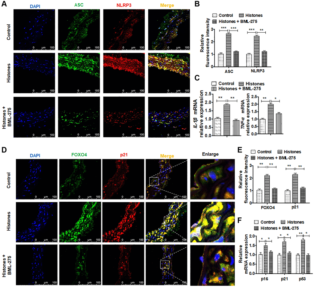 Blocking the AMPK signaling pathway can inhibit vascular inflammation induced by extracellular histones. (A) Mice were treated with saline (n = 18), histones (n = 18), or histones + BML-275 (n = 18) for 24 h. Double immunofluorescence staining was used to measure the expression of ASC and NLRP3 in the blood vessels (green, ASC; red, NLRP3; blue, DAPI). Bar = 100 μm. (B) Quantitative analysis of the fluorescence intensity of ASC and NLRP3 from (A). (C) RT-qPCR was performed to determine IL-β and TNF-α expressions in the mice treated as stated above. (D) Double immunofluorescence staining was performed to measure the expression of FOXO4 and p21 in the blood vessels (green, FOXO4; red, p21; blue, DAPI). Bar = 100 μm. (E) Quantitative analysis of the fluorescence intensity of FOXO4 and p21 from (A). (F) RT-qPCR was performed to determine p16, p21, and p53 expressions in the mice treated as stated above. For (B, D, E and F), data are from three independent experiments; mean ± SEM; Student's t-test, *P **P ***P 