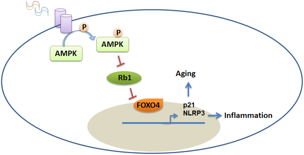 Proposed model for extracellular histone-mediated inflammation and senescence in VSMCs. Extracellular histones activate the AMPK pathway, which then promotes FOXO4 phosphorylation and entry into the nucleus. FOXO4 subsequently promotes p21 and NLRP3 expression.