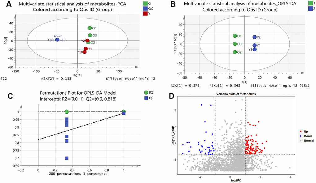 Results of multivariate statistical analysis of metabolomics. (A) Multivariate statistical analysis of metabolites-PCA. PC1 and PC2 represent the degree of interpretation of the model with the first and second principal component ranking in the principal component analysis. (B) Multivariate statistical analysis of metabolites-OPLS-DA. The separation of the two classes of observations occurs in the horizontal (t1) direction; The vertical (t1o) direction indicates intra-class variability. (C) Permutations Plot for OPLS-DA Model. For the selected Y variable, the figure shows the R2 and Q2 values of the original model (far right) on the vertical axis; The horizontal axis shows the correlation between the substituted Y vector and the original Y vector of the selected Y. (D) Volcano plots of metabolites. The red dots represent up-regulated metabolites and the blue dots represent down-regulated metabolites, and the grey dots represent that the metabolites were not significantly changed.