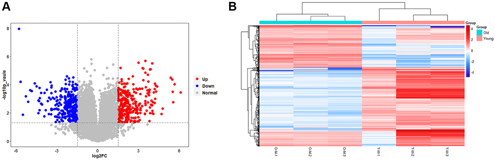 Results of statistical analysis of transcriptome differences. (A) Volcano plots of mRNAs. The volcanic map is drawn with -log10 (p-value) as the vertical axis and log2 (Fold Change) as the horizontal axis, which shows the changes of mRNA expression in the old BMSC group and the young BMSC group. The red dots represent up-regulated mRNAs and the blue dots represent down-regulated mRNAs, and the grey dots represent that the mRNAs were not significantly changed. (B) Heatmap of DEGs. Each row represents a sample and each column represents a mRNA. Red is the high expression level, blue is the low expression level.