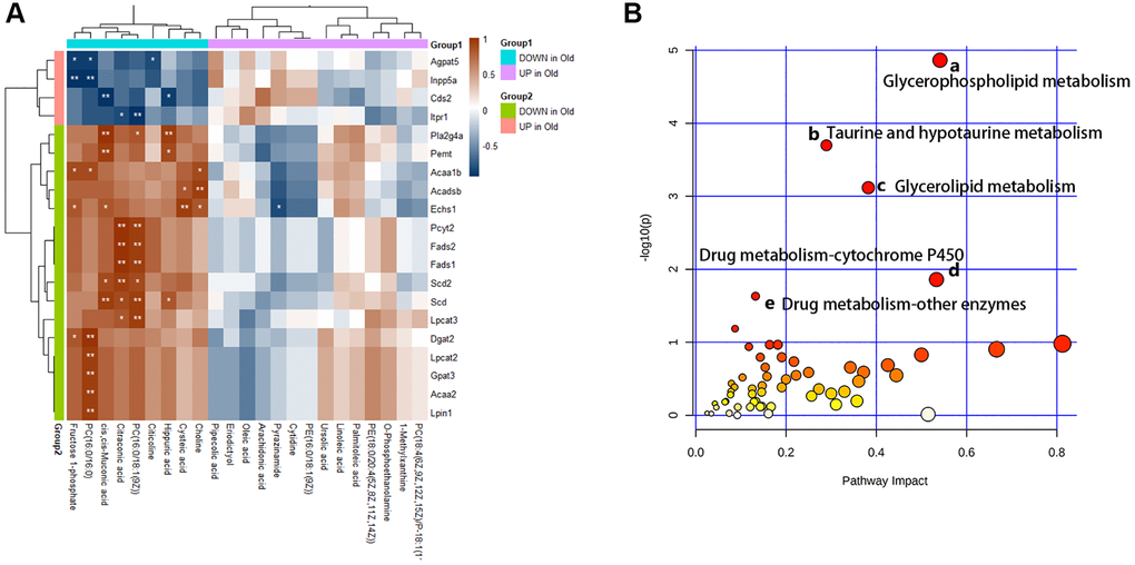 Multiple omics combined analysis results. (A) The heatmap of differential metabolites and genes. (B) The enriched pathway analysis of integrative data. There were five metabolic pathways with significant changes: (a) Glycerophospholipid metabolism; (b) Taurine and hypotaurine metabolism; (c) Glycerolipid metabolism; (d) Drug metabolism - cytochrome P450; (e) Drug metabolism - other enzymes.