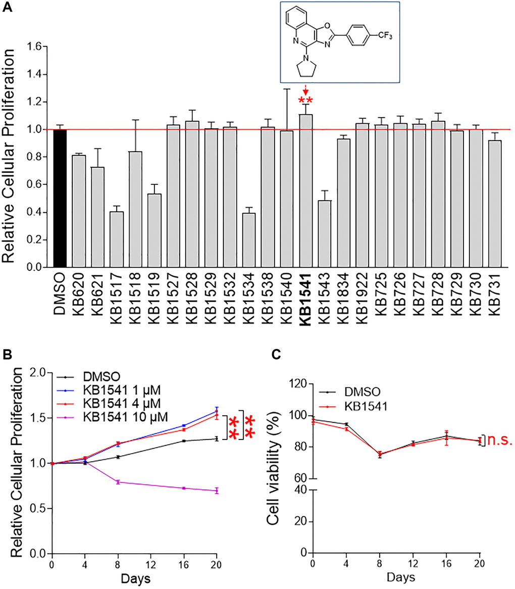 KB1541 as a potential target for alleviating senescence. (A) The level of cellular proliferation was measured quantitatively using a DNA content-based method. **P t-test. Mean ± S.D., n = 6. Chemical structure of an oxazoloquinoline derivative KB1541 was shown in rectangle. (B) Cell proliferation was assessed at different times (0–20 days) and concentrations of KB1541 (0–10 μM). **P n = 10. (C) The toxicity of KB1541 at 4 μM concentration was examined by measuring cell viability. n.s. (not significant), two-way ANOVA followed by Bonferroni’s post test. Mean ± S.D., n = 3.