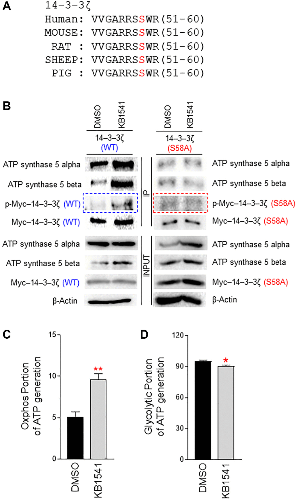 14–3–3ζ regulates ATP synthase 5 alpha/beta dimerization. (A) Multiple sequence alignment shows a conserved motif in 14–3–3ζ across species (human, mouse, rat, sheep, pig). A potential phosphorylation motif in 14–3–3ζ was predicted by using kinase prediction tool (https://services.healthtech.dtu.dk/service.php?NetPhos-3.1). Ser 58 in 14–3–3ζ was predicted as a potential phosphorylation site. (B) Effect of KB1541 on ATP synthase 5 alpha/beta dimerization in vivo. Cells were transfected with pCMV–Myc–14–3–3ζ (WT) or pCMV–Myc–14–3–3ζ (S58A) and treated with DMSO or KB1541. Then, immunoprecipitation was performed with an antibody against Myc-tag. 14–3–3ζ (WT) or 14–3–3ζ (S58A) phosphorylation was detected by a phospho-Ser antibody. 14–3–3ζ (WT) phosphorylation was increased upon KB1541 treatment (blue boxed areas). However, 14–3–3ζ (S58A) phosphorylation did not increase upon KB1541 treatment (red boxed areas). 14–3–3ζ (WT) and ATP synthase 5 alpha interaction increased upon KB1541 treatment. The subsequent interaction of 14–3–3ζ (WT) with ATP synthase 5 beta also increased. However, 14–3–3ζ (S58A) and ATP synthase 5 alpha interaction was not affected by KB1541 treatment, nor was the interaction of 14–3–3ζ (S58A) with ATP synthase 5 beta. (C and D) OXPHOS portion and glycolytic portion of ATP production (*P **P t-test). Mean ± S.D., n = 3.