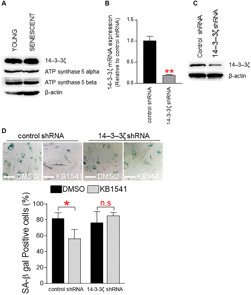 Maintenance of 14–3–3ζ expression is a prerequisite for KB1541-mediated senescence alleviation. (A) Expression levels of 14–3–3ζ and ATP synthase 5 alpha/beta proteins in young and senescent fibroblasts. (B) shRNA-mediated 14–3–3ζ knockdown significantly reduced the endogenous expression level of 14–3–3ζ mRNA. **P t-test. Mean ± S.D., n = 3. (C) Immunoblot of total lysates from senescent cells transduced with lenti-virus expressing control shRNA or 14–3–3ζ shRNA. (D) Quantification of SA-β gal positive cells. *P t-test. Mean ± S.D., n = 3.
