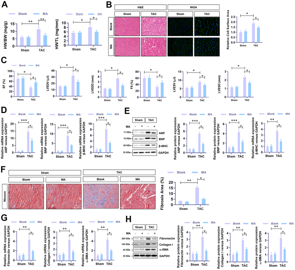 The protective role of MA against TAC-induced cardiac hypertrophy in vivo. (A) The ratio of HW/BW and HW/ TL, showing the effect of MA on the morphology of cardiac morphology. (B) Analysis of the effect of MA on the cardiomyocyte area in left ventricle through Histology H&E and WGA staining of cardiac cross-sections. (C) Echocardiography detection of the parameters of LVEF, LVFS, LVEDV, LVESV, LVEDD, and LVESD to evaluate the effect of MA on the cardiac function of TAC mice. (D) Real-time PCR analysis of mRNA levels of the hypertrophy markers (ANP, BNP, and β-MHC). (E) Western blot analysis of the protein levels of the hypertrophy markers (ANP, BNP, and β-MHC). (F) Masson staining detection of the effect of MA on TAC-induced myocardial fibrosis. (G) Real-time PCR analysis of mRNA levels of the myocardial fibrosis (Fibronectin, Collagen I, and α-SMA). (H) Western blot analysis of the protein levels of the myocardial fibrosis (Fibronectin, Collagen I and α-SMA); *PP