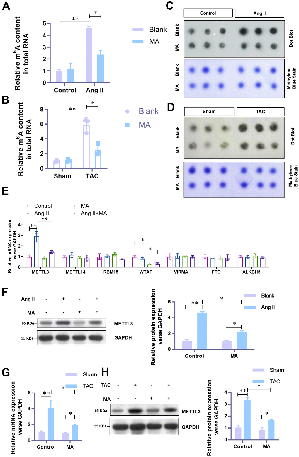 MA-induced significant impairment of the elevated level of m6A methylation and METTL3 in hypertrophic cardiomyocytes in vitro and in vivo. (A) The effect of MA on the total RNA m6A methylation content in Ang-II induced hypertrophic NMCMs and (B) TAC induced hypertrophic LV tissues (detected with the EpiQuik m6A RNA Methylation assay kit). (C) The effect of MA on the total RNA m6A methylation content in Ang-II induced hypertrophic NMCMs and (D) TAC induced hypertrophic LV tissues (detected with by Dot Blot). Methylene blue staining served as a loading control. (E) Real-time PCR analysis of the mRNA expression levels of the major methyltransferases (METTL3, METTL14, RBM15, WTAP, VIRMA) and demethylases (FTO and ALKBH5). (F) Western blot analysis of the effect of MA on the protein level of METTL3 in Ang-II induced hypertrophic NMCMs. (G) Real-time PCR analysis of the effect of MA on the protein level of METTL3 in TAC induced hypertrophic LV tissues. (H) Western blot detection of the effect of MA on the protein level of METTL3 in TAC-induced hypertrophic LV tissues; *PP