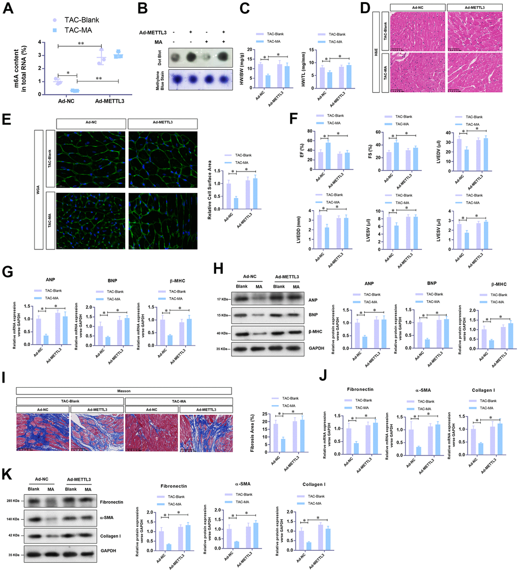The reverse effects of METTL3 over-expression on the anti-hypertrophy effect of MA in vivo. (A) The effect of METTL3 over-expression on the MA impaired total RNA m6A methylation content in TAC induced hypertrophic LV tissues detected with the EpiQuik m6A RNA Methylation assay kit and (B) confirmed by Dot Blot. (C) The ratio of HW/BW and HW/ TL shows the effect of METTL3 over-expression on the MA inhibited morphology of cardiac morphology. (D) Analysis of the effect of METTL3 over-expression on the MA preserved cardiomyocyte area in left ventricle through Histology H&E and (E) WGA staining of cardiac cross-sections. (F) Echocardiography detection of the parameters of LVEF, LVFS, LVEDV, LVESV, LVEDD, and LVESD to evaluate the effect of METTL3 over-expression on the MA preserved cardiac function of TAC mice. (G) Real-time PCR analysis of the mRNA levels of the hypertrophy markers (ANP, BNP, and β-MHC). (H) Western blot detection of the protein levels of the hypertrophy markers (ANP, BNP, and β-MHC). (I) Detection of the effect of MA on the TAC-induced myocardial fibrosis via Masson staining. (J) Real-time PCR analysis of the mRNA levels of the myocardial fibrosis (Fibronectin, Collagen I, and α-SMA). (K) Western blot analysis of the protein levels of the myocardial fibrosis (Fibronectin, Collagen I and α-SMA); *PP 