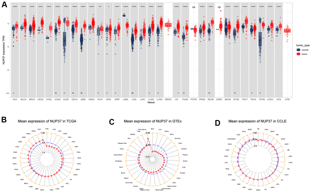 Expression of NUP37. (A) pan-cancer expression of NUP37. (B) NUP37 expression in tumor tissues from TCGA cohort. (C) NUP37 expression in normal tissues from GTEx cohort. (D) NUP37 expression in cancer cell lines from CCLE cohort. *P 