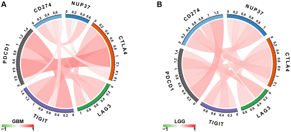 Correlation between immune checkpoints. (A) The correlation between NUP37 expression and immune checkpoints in GBM. (B) The correlation between NUP37 expression and immune checkpoints in LGG. Red lines represent positive correlation, green lines represent negative correlation, and the darker the color, the stronger the correlation.