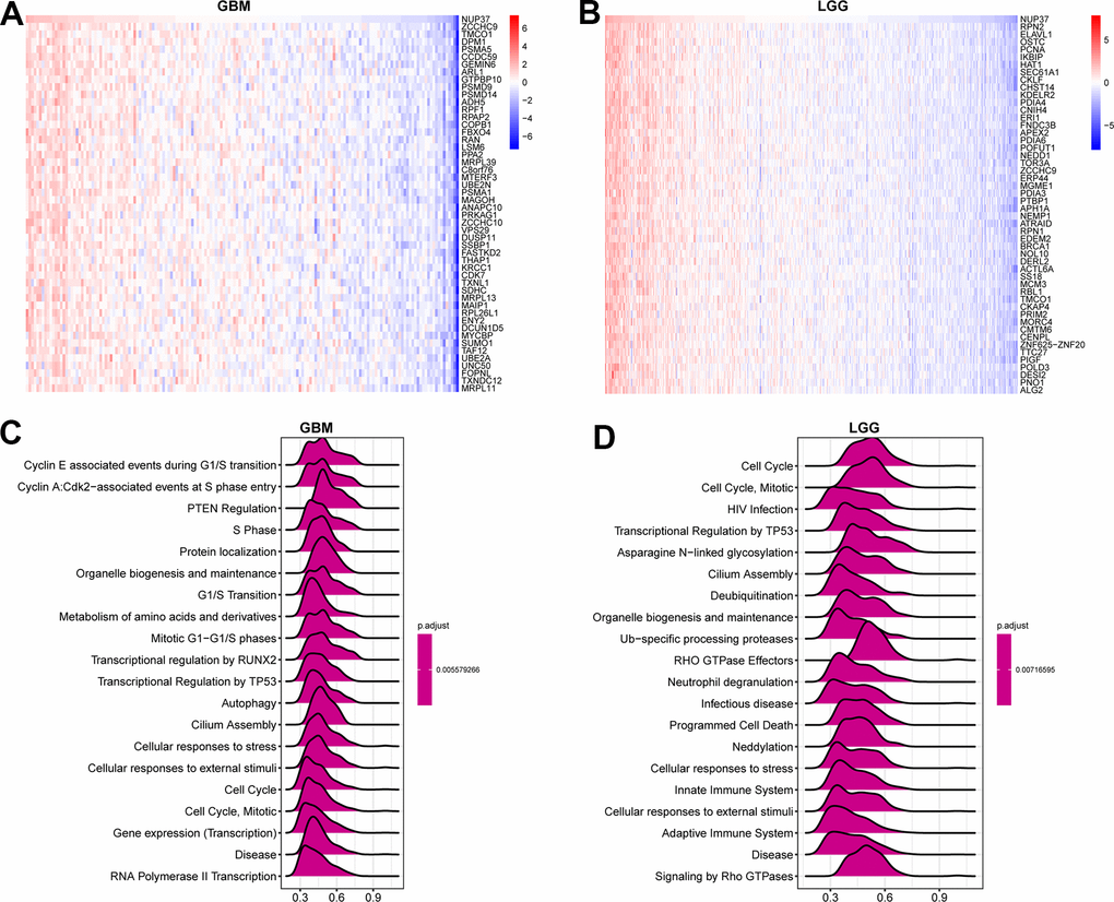 GSEA of NUP37. (A) The expression of top 50 genes correlated with NUP37 expression in GBM. (B) The expression of top 50 genes correlated with NUP37 expression in LGG. (C) The top 20 GSEA-Reactome results were showed in GBM. (D) The top 20 GSEA-Reactome results were showed in LGG.