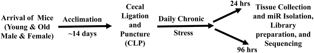 Schematic diagram of the experimental paradigm for sepsis induction, daily chronic stress (DCS), and tissue collection. Young adult (~4 months) and old (~20 months) male and female mice were purchase from Jackson Laboratory (JAX Bar Harbor, ME). Prior to initiation of the experiment, mice were acclimated to a 12-hour light-dark cycle for a minimum of 14 days. Sepsis was induced by employing cecal ligation and puncture (CLP) under isoflurane anesthesia. DCS was conducted by placing mice in weighted plexiglass animal restraint holders (Kent Scientific; Torrington, CT) for 2 hours daily commencing the day after CLP. Mice were euthanized for tissue collection either 24 or 96 hours post CLP+DCS. The hippocampus was dissected, flash frozen, and stored at −80, for miR isolation and sequencing.