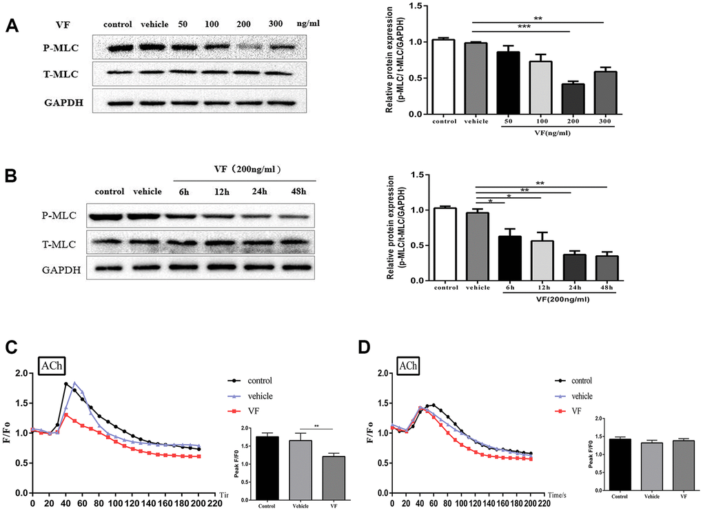 VF reduced MLC phosphorylation and intracellular Ca2+ concentration in isolated colonic smooth muscle cells. (A) CSMCs were treated with vehicle (PBS solution) or 0, 50, 100, 200, and 300 ng/mL VF for 24 h. Western blotting analysis of the phosphorylation of MLC in CSMCs stimulated by 0.1 μM ACh for 30 s. Relative expression was normalized to that of GAPDH. Left panel: Representative image; right panel: Quantitative analysis from three independent experiments. (B) CSMCs were treated with vehicle (PBS solution) or 200 ng/mL VF for 0–48 h. Western blotting analysis of the phosphorylation of MLC in SMCs stimulated by 0.1 μM Ach for 30 s. Relative expression was normalized to that of GAPDH. Left panel: Representative image; right panel: Quantitative analysis from three independent experiments. (C) Changes in fluorescence intensity caused by [Ca2+]i relative to baseline (F/F0) in CSMCs treated with vehicle (PBS solution) or 200 ng/mL VF for 24 h. F0 was derived from the averaged intensity of the first 0–30 seconds. CSMCs were incubated in regular HBSS base buffer. Left panel: Fluorescence intensity of [Ca2+]i; right panel: Quantitative analysis of peak F/F0 and a representative image of fluorescence at peak F/F0 from three independent experiments (three cells in each experiment). (D) Changes in fluorescence intensity caused by [Ca2+]i relative to baseline (F/F0) in CSMCs treated with vehicle (PBS solution) or 200 ng/mL VF for 24 h. F0 was derived from the averaged intensity of the first 0–30 s. CMSCs were incubated in calcium-free HBSS base buffer. Left panel: Fluorescence intensity of [Ca2+]i; right panel: Quantitative analysis of peak F/F0 and a representative image of fluorescence at peak F/F0 from three independent experiments. **P ***P 