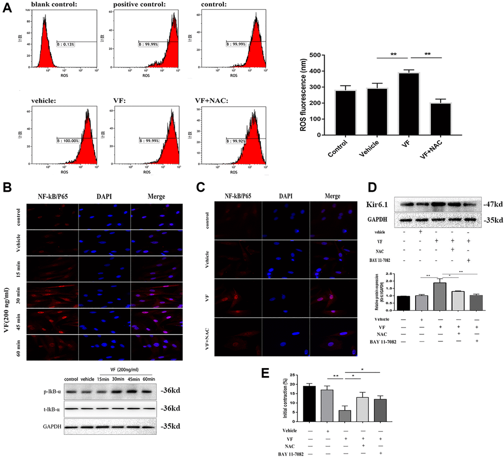 Kir6.1 upregulation was induced via the ROS/NF-κB-mediated pathway. (A) Flow cytometry analysis of the levels of ROS in CSMCs treated with vehicle (PBS solution) or VF (200 ng/mL), with or without NAC (1 mmol/L) for 24 h. Left panel: Representative image; right panel: Quantitative analysis from three independent experiments. Positive control: Rosup, 50mg/ml. Control: No treatment. (B) Upper panel: Representative double immunofluorescence staining of NF-κB/P65 activity in CSMCs treated with vehicle (PBS solution) or VF (200 ng/L) for 0–60 min. Nuclei were identified by DAPI staining. Lower panel: Western blotting analysis of phosphorylated IκB-αin CSMCs treated with vehicle (PBS solution) or VF (200 ng/L) for 0–60 min. (C) Representative double immunofluorescence staining of NF-κB/P65 activity in CSMCs treated with vehicle (PBS solution) or VF (200 ng/L), with or without NAC (N-acetyl-L-cysteine, 1 mmol/L), for 1 hour. Nuclei were identified by DAPI staining. (D) Western blotting analysis of Kir6.1 subunit protein in CSMCs treated with vehicle (PBS solution) or VF (200 ng/L), with or without NAC (1 mmol/L) or BAY 11-7082 (10 mg/mL), for 1 hour. Upper panel: Representative image; Lower panel: Quantitative analysis from three independent experiments. (E) Measurement of contraction of CSMCs treated with vehicle (PBS solution) or VF (200 ng/L), with or without NAC (1 mmol/L) or BAY 11-7082 (10 mg/mL), for 45 min by scanning micrometry. *P **P ***P 