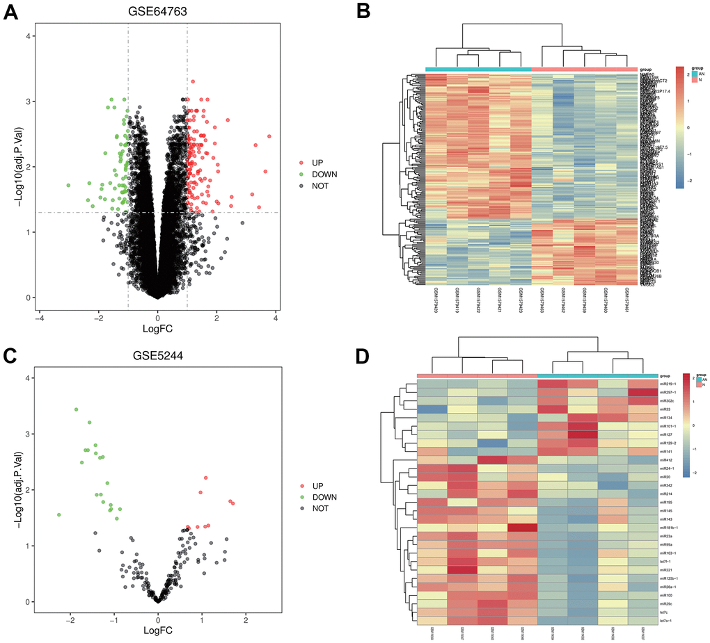 Screening of differentially expressed genes (DEGs). (A, B) Volcanic map and heatmap of DEGs in GSE64763. (C, D) Volcanic map and heatmap in GSE5244.