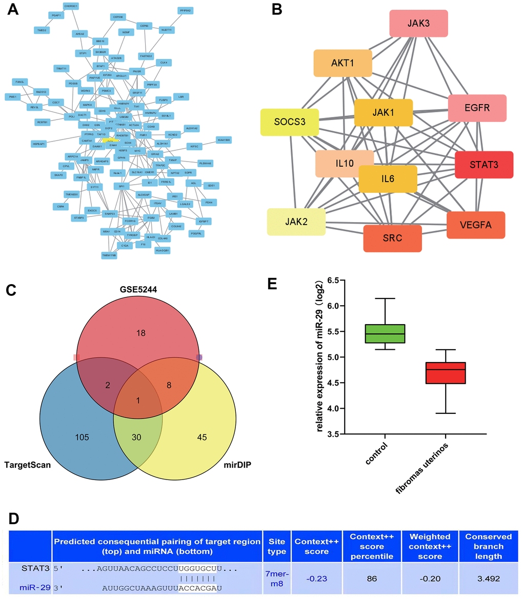 STAT3 as the hub genes for uterine leiomyoma, and the association between miR-29 and STAT3. (A) Protein-protein interaction (PPI) network. (B) STAT3 was in the powerful module through the Molecular Complex Detection tool (MCODE) analysis. (C) A Venn diagram was drawn to identify the common miRNA (miR-29c-3p) among the TargetScan, miRDB, and GSE5244. (D) predicted consequential pairing of the target region of STAT3 and miR-29C-3p. (E) compared with the control group, the expression of miR-29c was lower in the uterine leiomyoma.