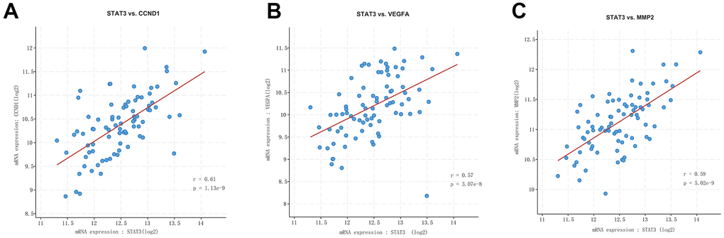 Correlation analysis among STAT3, VEGFA, CCND1, and MMP2/9. STAT3 was positively correlated with CCND1 (A), VEGFA (B), and MMP2/9 (C).