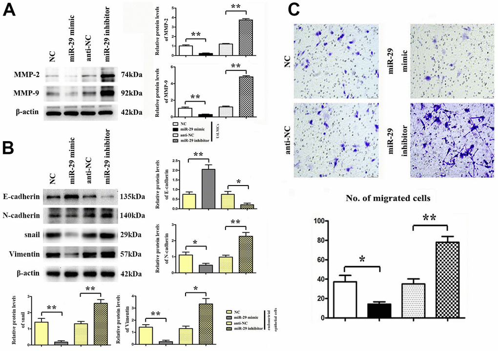 Inhibiting effect of miR-29 on cell migration in UtLMCs and EMT in endometrial epithelial cells. (A) miR-29 inhibited MMP-2 and MMP-9 in vitro compared with the NC control, and miR-29 inhibitors promoted the protein expression of MMP-2 and MMP-9 in vitro compared with the anti-NC control. (B) miR-29 increased the E-cadherin and suppressed the N-cadherin, snail, vimentin expression vs. NC control, and miR-29 inhibitors decreased E-cadherin and increased N-cadherin, snail, vimentin expression in endometrial epithelial cells tested by western blot. (C) miR-29 suppressed cell migration in UtLMCs in vitro compared with the NC control, and MiR-29 inhibitors promoted cell migration in UtLMCs in vitro compared with the anti-NC control. Data are presented as mean ± SE (*P P 