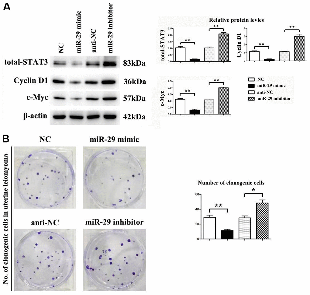 miR-29 inhibited proliferation in uterine leiomyoma cells (UtLMCs). (A) miR-29 mimics inhibited STAT-3, Cyclin D1, and c-Myc in vitro compared with the NC control, and MiR-29 inhibitors promoted the protein expression of STAT-3, Cyclin D1, and c-Myc in vitro compared with the anti-NC control. (B) miR-29 mimicking suppressed cell proliferation in UtLMCs in vitro compared with the NC control, and MiR-29 inhibitors promoted cell proliferation in UtLMCs in vitro compared with the anti-NC control. Data are presented as mean ± SE (*P P 