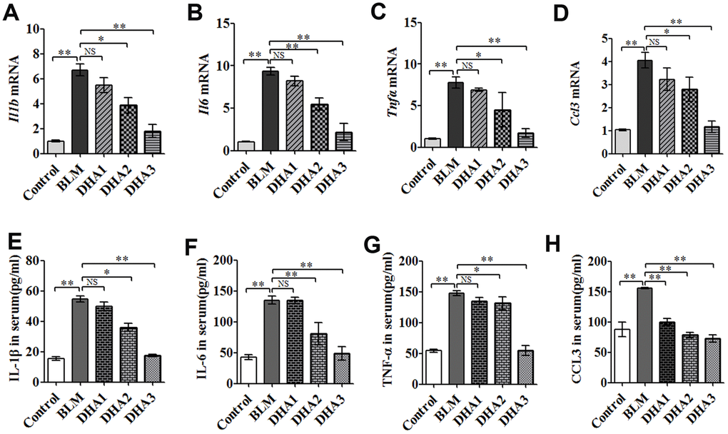DHA reduces the inflammatory response in the lungs and serum of bleomycin-exposed rats. (A) Il1b, (B) Il6, (C) Tnfa, and (D) Ccl3 mRNA levels in lung tissues were determined to assess the lung inflammatory response (n = 6), data were expressed as the fold change in mRNA expression normalized to Gapdh expression, with respect to the control group. (E) IL-1β, (F) IL-6, (G) TNFα, and (H) CCL3 protein levels in blood were determined to assess the lung inflammatory response (n = 6). *P **P 