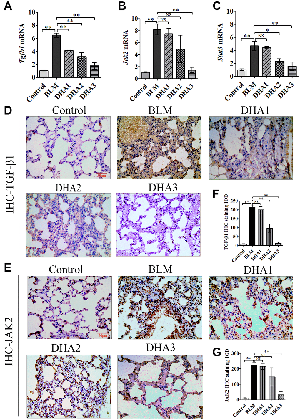DHA inhibited the JAK2/STAT3 pathway in pneumonia tissue. (A) Tgfb1, (B) Jak2, and (C) Stat3 mRNA levels in the lungs were determined using qRT-PCR (n = 6), data are expressed as the fold change in mRNA expression normalized to Gapdh expression, with respect to the control group. Representative images of (D) TGF-β1 and (E) JAK2 protein expression in lung tissue detected using IHC. Mean IOD of (F) TGFβ1 and (G) JAK2 protein by IHC staining. Data are expressed as the means ± standard error. *P **P 