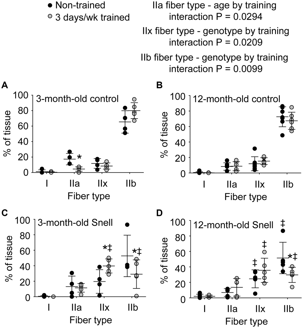 Fiber type analysis demonstrated a 3 days per week training-induced redistribution of tissue to a slower phenotype exclusively for 3-month-old and 12-month-old Snell dwarf mice. Percent of tissue composed of each fiber type for (A) 3-month-old control mice, (B) 12-month-old control mice, (C) 3-month-old Snell dwarf mice, (D) and 12-month-old Snell dwarf mice. Sample sizes were N = 4 to 7 per group. Dots represent raw values. Lines denote means ± SD. Relevant ANOVA interactions are noted. *Different from comparable non-trained value, ‡Different from comparable control value, P 