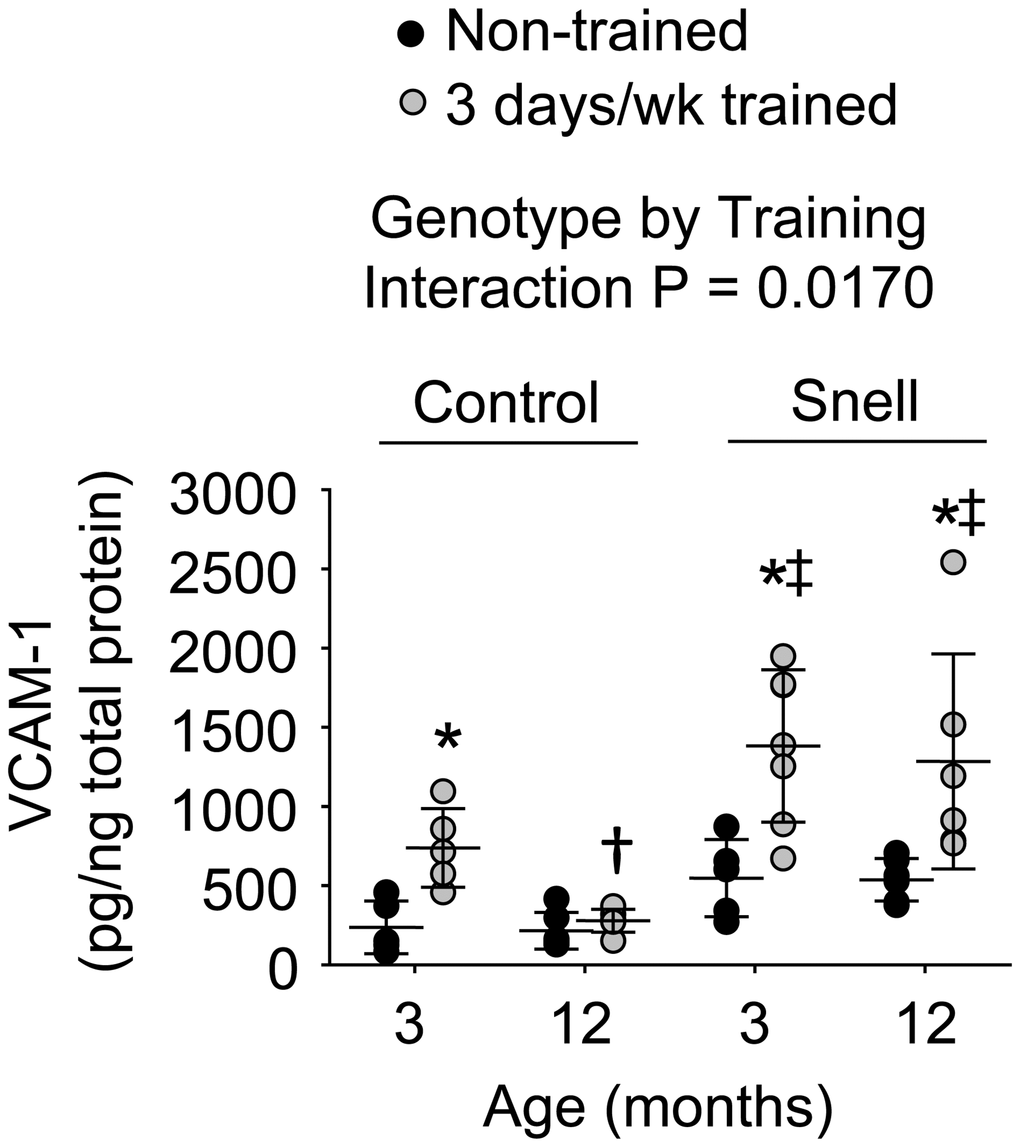 VCAM-1 protein levels within muscle homogenates following 3 days per week training. Exceptional VCAM-1 levels were reached in muscles of Snell dwarf mice upon training. Sample sizes were N = 5 to 7 per group. Dots represent raw values. Lines denote means ± SD. Relevant ANOVA interaction is noted. *Different from comparable non-trained value, †Different from comparable 3-month-old value, ‡Different from comparable control value, P 