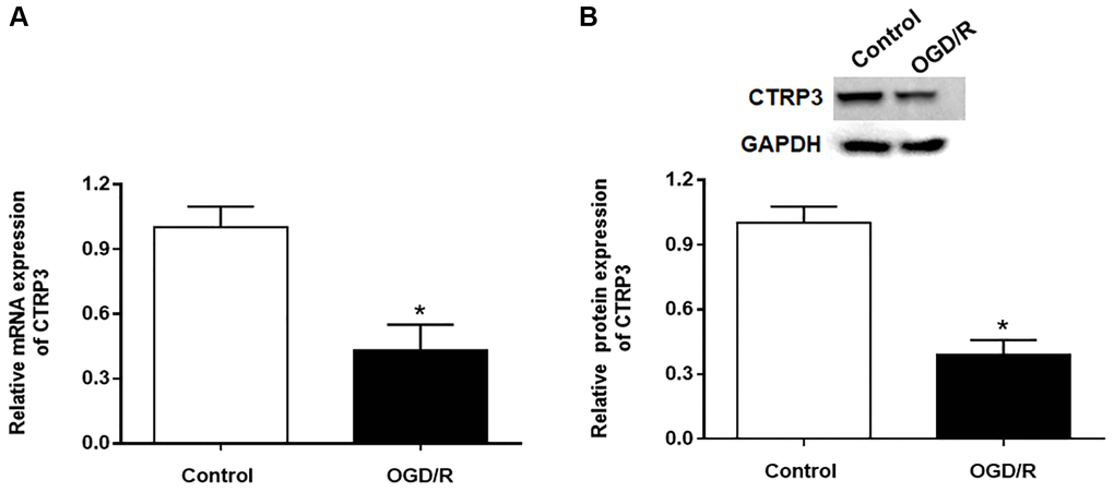 Effect of OGD/R treatment on CTRP3 expression in H9C2 cells. (A, B) Relative mRNA and protein expression of CTRP3 was determined by using RT-qPCR and Western blotting. *p 